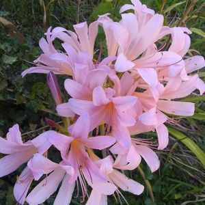 Meet your Posher, Karla